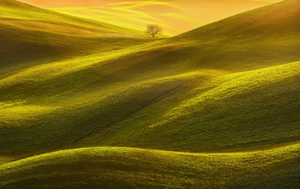Panorama della Toscana, dolci colline, campi, prati e alberi solitari . — Foto Stock