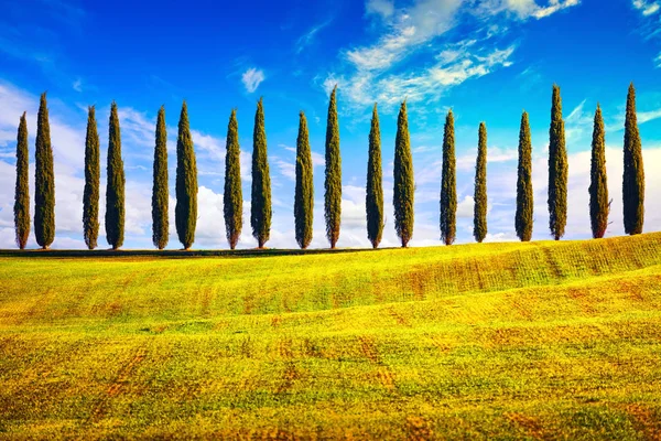 Toscana, Cipreses fila paisaje rural, Italia, Europa . — Foto de Stock