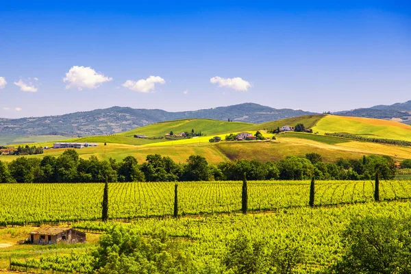 Montalcino Landschaft, Weinberge, Zypressen und grüne Felder — Stockfoto