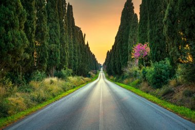 Bolgheri ünlü selvi ağacı düz Bulvarı'günbatımı. Ma