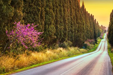Bolgheri ünlü selvi ağacı düz Bulvarı'günbatımı. Ma