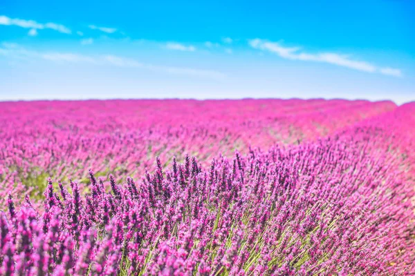 Lavanda flores florescendo campos. Valensole Provence, França — Fotografia de Stock