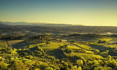Panoramik görünümü San Gimignano gelen üzüm bağları ve kırsal. 
