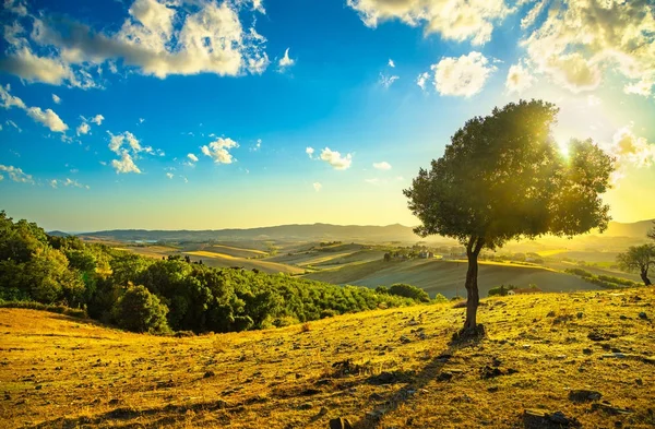 Panorama della campagna toscana e olivo ventoso al tramonto. Pis — Foto Stock