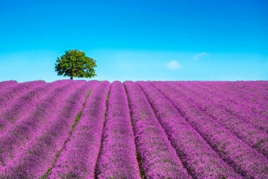 Lavanta ve yalnız ağaç yokuş yukarı. Provence, Fransa