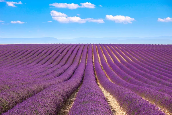 Fleurs de lavande champs en fleurs. Valensole Provence, France — Photo