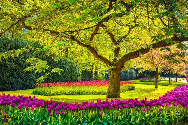 Baum- und Tulpenblüten im Frühlingsgarten. keukenhof, Niederlande, — Stockfoto