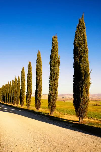 Toskana, Zypressenbaumgruppe und Landstraße. siena, orcia-tal, — Stockfoto