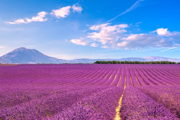 Lawenda kwiaty kwitnące pola. Valensole Provence, Francja — Zdjęcie stockowe
