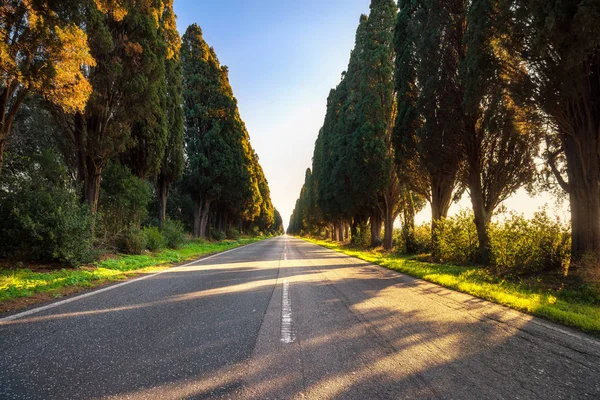 Bolgheri 著名的柏树树直林荫大道。Maremma, 意大利 — 图库照片