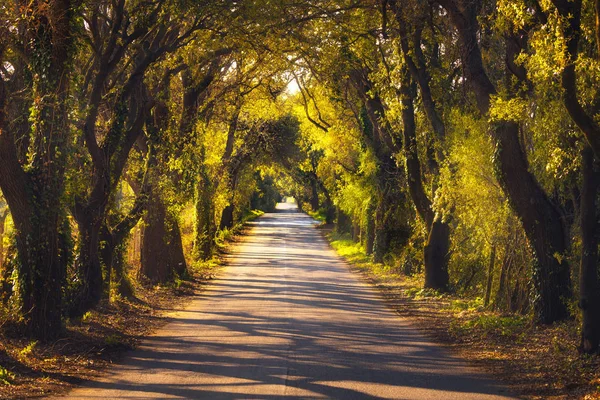 Na podzim nebo na podzim, strom rovné silnici na západ slunce. Maremma, Toskánsko, — Stock fotografie