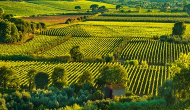 Bolgheri ve Castagneto bağ havadan görünümü günbatımı üzerinde. Maremma 