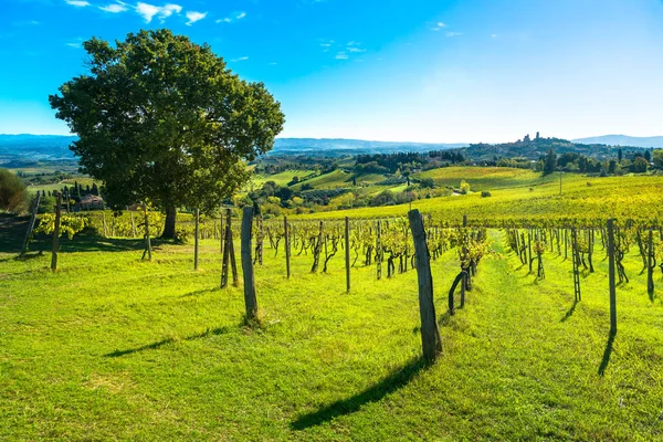 San Gimignano panoramic medieval town towers skyline and vineyar — Stock Photo, Image