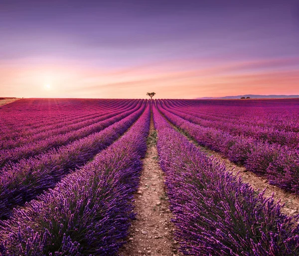 Lavande et arbres solitaires en montée au coucher du soleil. Provence, France — Photo