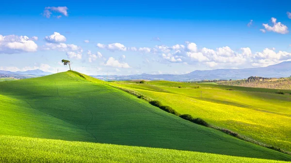 Tuscany panorama, lankás dombok, mező, rét és magányos fa. — Stock Fotó