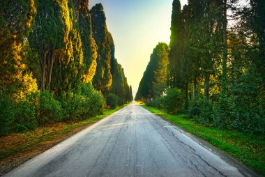 Bolgheri ünlü selvi ağacı düz Bulvarı. Maremma, Tusc