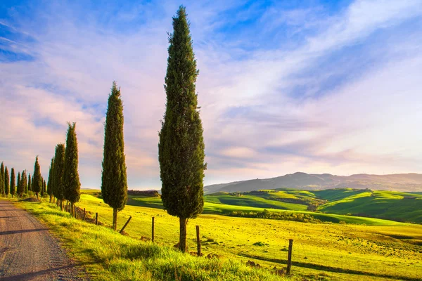 Toskánsko, skupina cypress tree a venkovské silnici. Volterra, Itálie Pisa — Stock fotografie