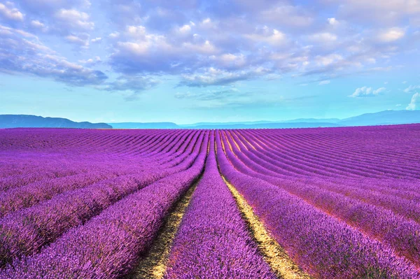 Lavanta çiçeği çiçek alanları sonsuz satırlar. valensole provence — Stok fotoğraf