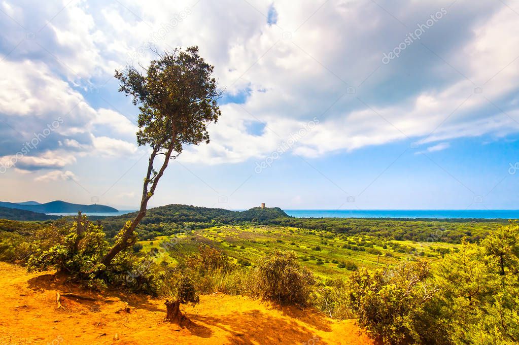 Panoramic view of Maremma Regional or Uccellina Park. Tuscany, I