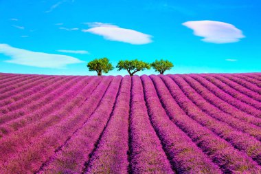 Lavanta ve ağaçlar yokuş yukarı. Provence, Fransa