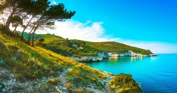 Vieste, skalnaté pobřeží Gargano a stromy, Apulie, Itálie. — Stock fotografie