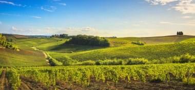 Gün batımında Chianti üzüm bağları ve panorama. Vinci, Toskana, İtalya
