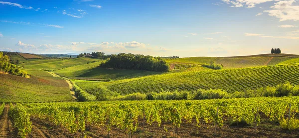 Chianti vineyards and panorama at sunset. Vinci, Tuscany, Italy — Stock Photo, Image