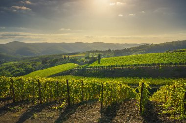 Bir Radda in Chianti bağ ve panorama adlı günbatımı. Toskana, İtalya