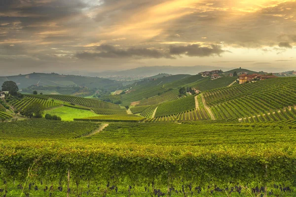 Langhe panorama, Barbaresco vineyards view at sunset, Piedmont, — стокове фото