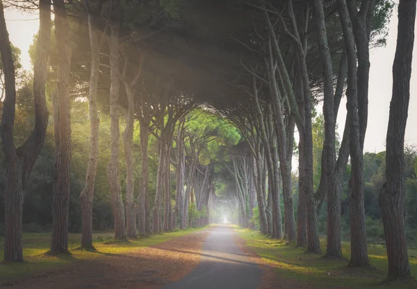 Parque San Rossore, caminho pedestre em pinheiros floresta nebulosa ou pinhal — Fotografia de Stock