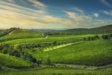Gün batımında Chianti üzüm bağlarında ve panoramada Gaiole. Toskana, Ita.