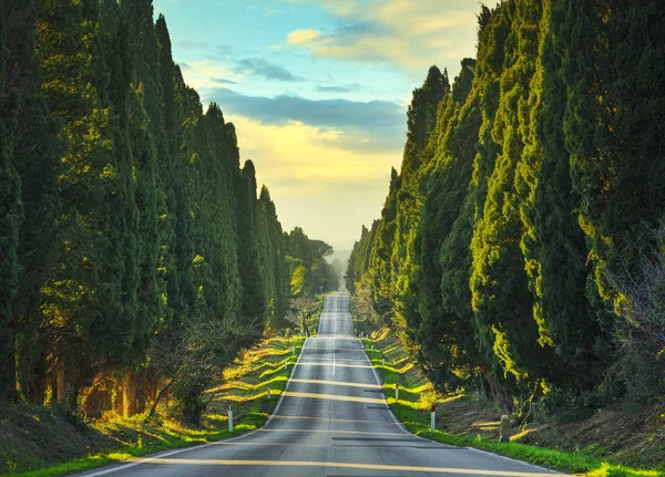 Bolgheri 著名的柏树树直林荫大道。Maremma, 意大利 — 图库照片