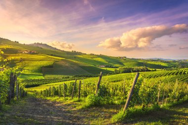 Langhe üzüm bağları manzarası, Barolo ve La Morra, Piedmont, İtalya Euro