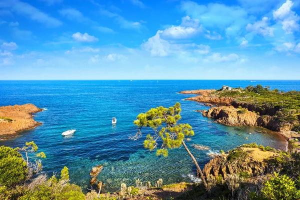Esterel, árbol, rocas playa costa y mar. Costa Azul, Provenza, F — Foto de Stock
