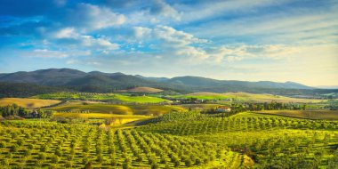 Maremma kırsal manzara ve zeytin ağaçları gün batımı. (Maraş)