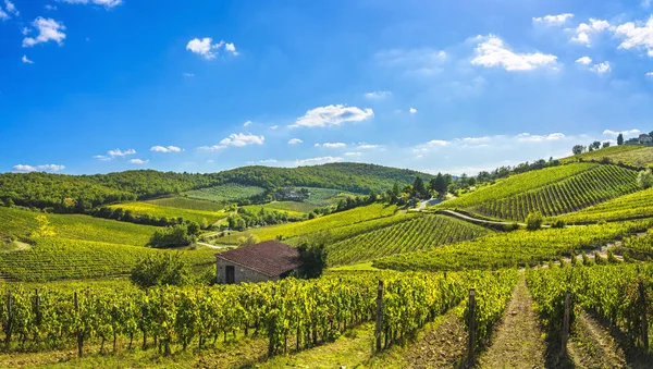 Radda in Chianti vineyard and panorama at sunset. Tuscany, Italy — Stock Photo, Image