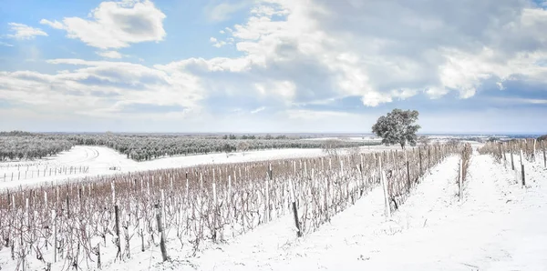 Bolgheri vingårdar rader täckta av snö på vintern. Castagneto Ca — Stockfoto