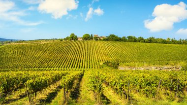 Gün batımında Chianti üzüm bağlarında ve panoramada Gaiole. Toskana, Ita.