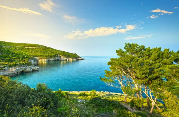 Vieste, skalnaté pobřeží Gargano a stromy, Apulie, Itálie. — Stock fotografie