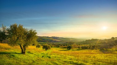 Maremma Günbatımı Panoraması. Zeytin ağaçları, kırsal ve deniz.