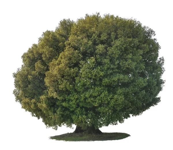 Holm Oak Tree of Chianti Tuscany isolated on white background. — Stock Photo, Image