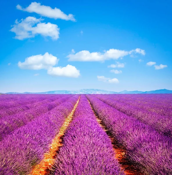 Lavanda flor florescendo campos infinitas linhas. Provença Valensole — Fotografia de Stock
