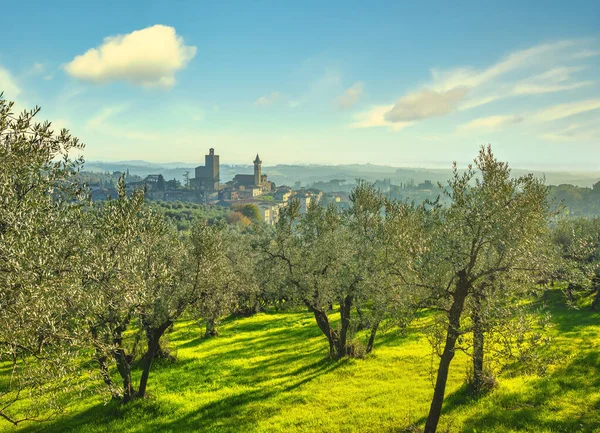 Vinci, Leonardo födelseplats, by skyline och olivträd. Flo — Stockfoto