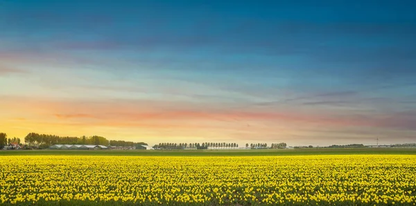 Yellow tulips in bloom, flowers field in spring at sunset. Holla — Stock Photo, Image
