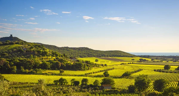 Bolgheri and Castagneto vineyard aerial view at sunset. Maremma — Stock Photo, Image