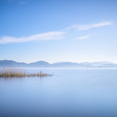 Massaciuccoli Gölü 'nde bitki ve su manzarası. Versilia Toskana