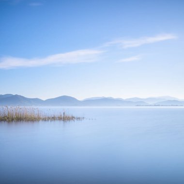 Plant and water landscape in Massaciuccoli lake. Versilia Tuscan clipart
