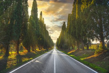 Bolgheri ünlü selvi ağacı düz Bulvarı. Maremma, Tusc