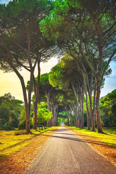 Parque San Rossore, sendero en bosque brumoso de pinos o pinos — Foto de Stock