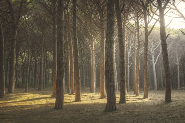 İtalyan sahil çamı ağacı sisli orman veya pinewood. Maremma Tus